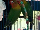 Green fishar Lovebirds