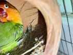 Green fisher love bird