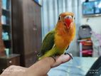 Green Fisher Love Bird