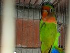 Green fisher love Bird for sell