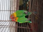 green Fisher love bird pair