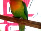 Green fisher Lovebird