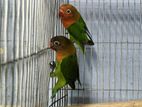 Green Fisher lovebird