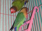 Green Fisher Opaline Lovebirds - গ্রীনফিশার অপালাইন লাভবার্ড