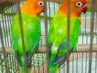 green fisher opaline running pair