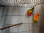 Green Fisher Opline Male And Pastel Female