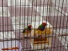 Green Gouldian Finch Running Pair With Cage & Accessories!!!