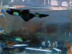 Green Metal Lace Guppy