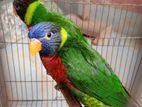 Green naped lory pair