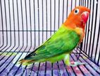 Green Opaline Adult Male Ino Split Close Ring