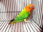 Green Opaline Adult Male Ino Split