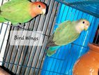 Green opaline ar rosy koli lovebird pair