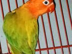 Green Opaline Euwing 4month