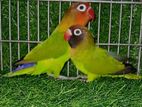 Green Opaline Fischer