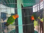 Green Opaline Love Bird 1 Pis Female Top Quality Garunty