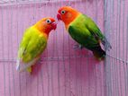 Green opaline love bird bonding pair