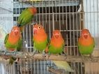 GREEN OPALINE LOVE BIRD