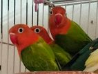 GREEN OPALINE LOVE BIRD