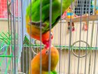 Green Opaline Love Birds 1 pair for sale