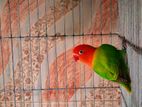 Green Opaline Lovebird Adult Dna Female