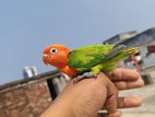 Green Opaline Lovebird Baby