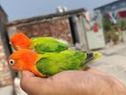 Green Opaline Lovebird Baby