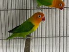 Green Opaline Lovebird