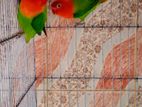 green opaline lovebird
