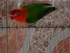 green opaline lovebird single female