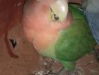 Green Opaline Male Love Bird