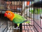 Green Opaline Running Male