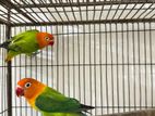 Green Opaline Running pair