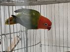 Green Opaline Split Ino B1 B2 Lovebird (dna Female Love Bird)