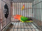 Green Opaline Split Ino