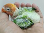 Green opaline tame size love bird baby