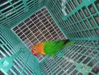 green opeline love bird (male)