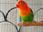 Green Opline Split Blue Lovebird. 1 pcs