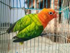 Green oppaline lovebird