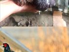 Green pheasant Baby for sell