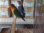 green phesher,violet blue lovebird