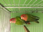 Green red head rosi opaline