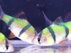 Green tiger barb