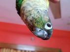 Greencheek conure with 32/18 china-cage