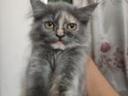Grey Calico Persian Kitten