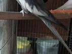 GREY COCATAIL BIRD EMERGENCY SELL