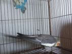 Grey Cockatiel Breeding Male