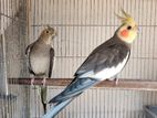 grey cockatiel breeding pair