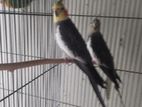 Grey cockatiel breeding pair for sale(fixed price)