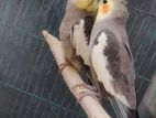 Grey Cockatiel Breeding Piar
