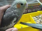 grey cockatiel female